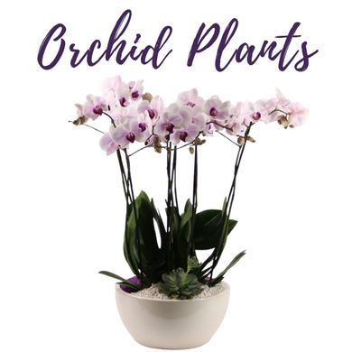 Orchid Plants in Delafield Wisconsin, Flora Elements