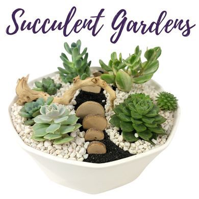 Succulent Gardens in Delafield Wisconsin, Flora Elements